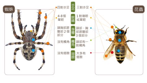 房間很多小蜘蛛|蛛事吉祥——家中常見蜘蛛篇